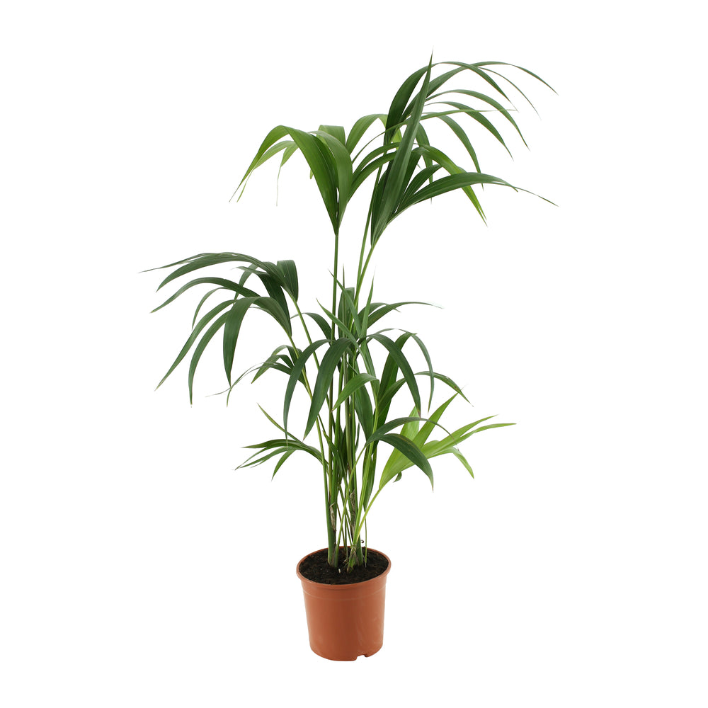 Kentia: H.90/100cm, D.17cm,