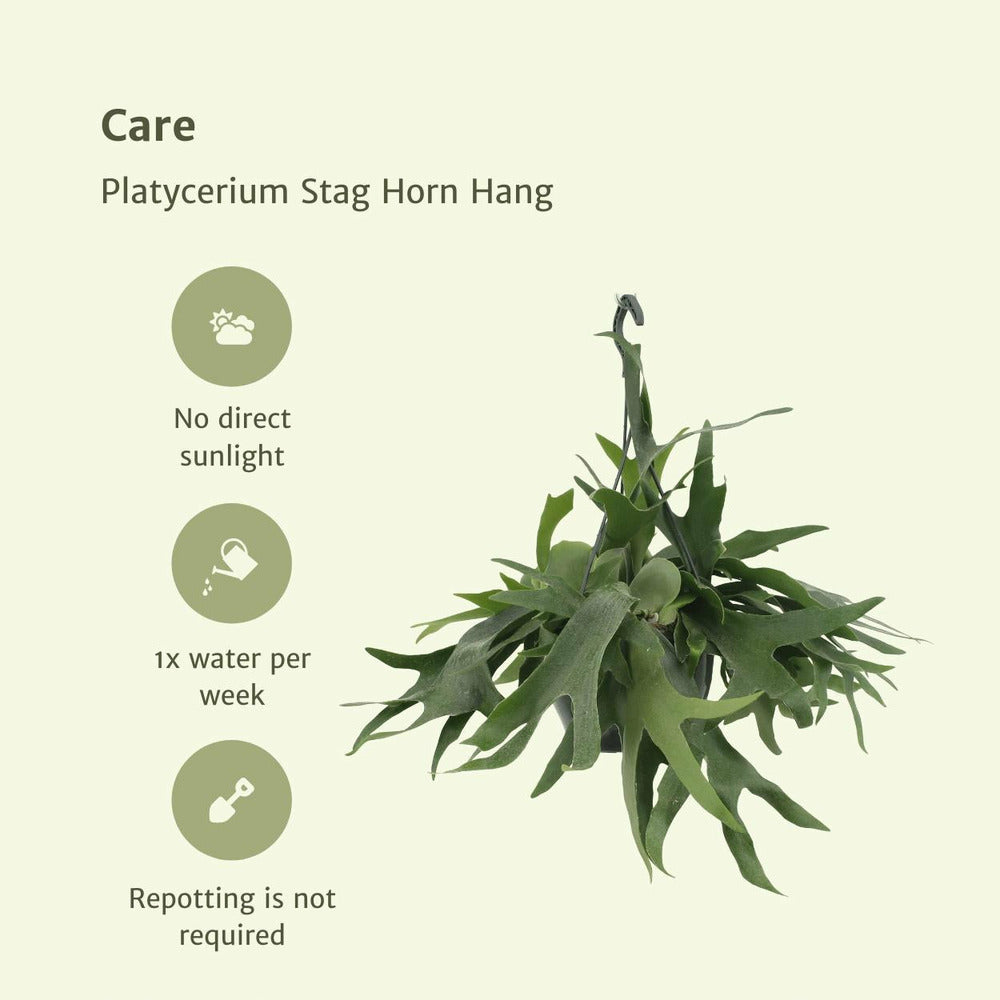 Fougère De Cerf - H50cm, ø21cm - Plante D'intérieur Tombante