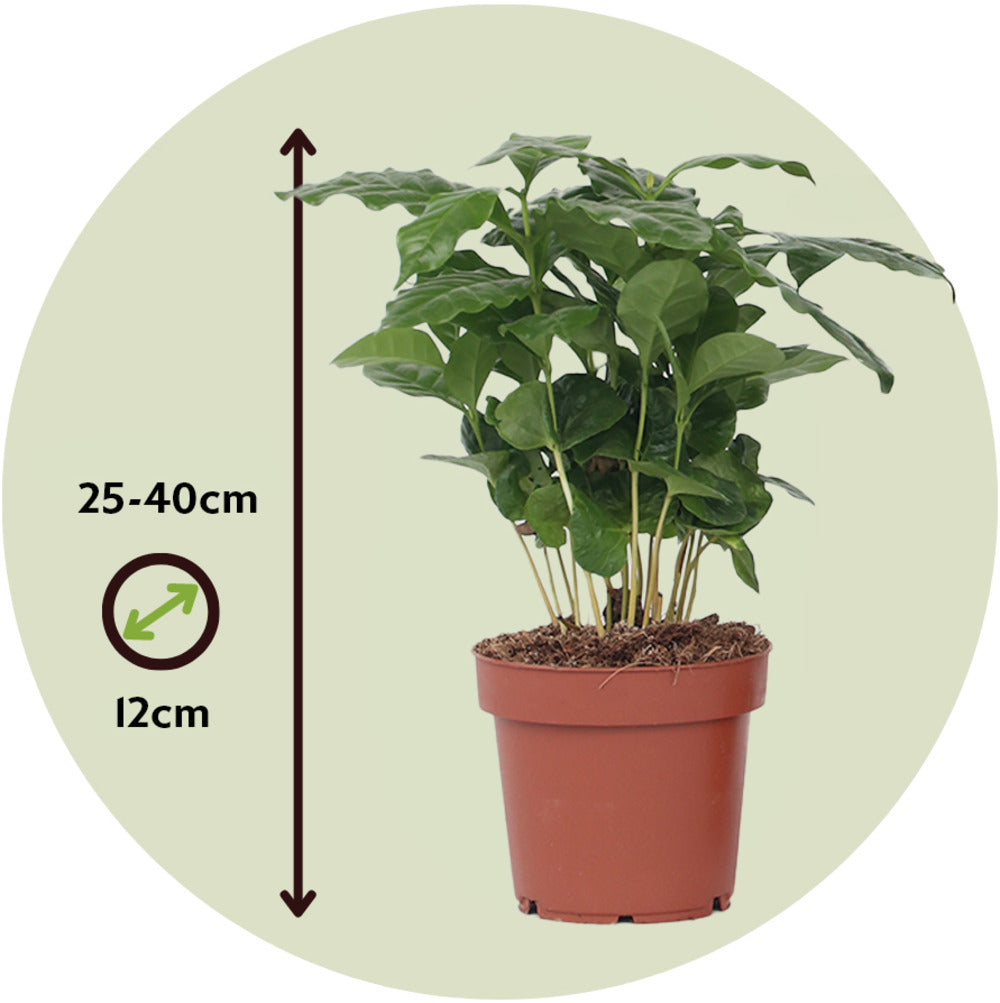Caféier - Coffea Arabica - Hauteur 25-40cm - ⌀12cm