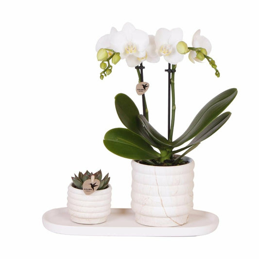 Plante Phalaenopsis Orchidee Et Succulent Avec Pot Céramique