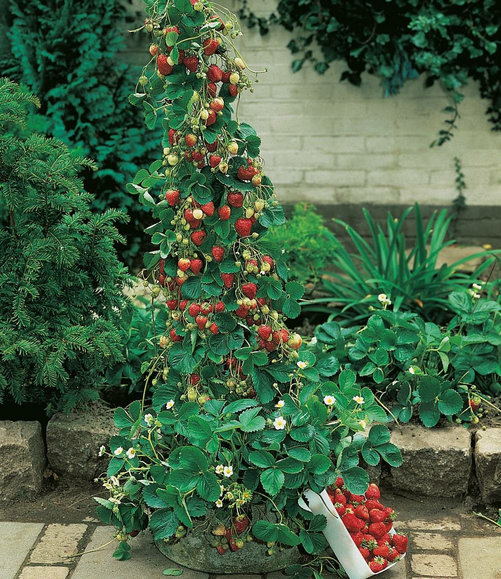 Fraisier Mount Everest - 5 Plants
