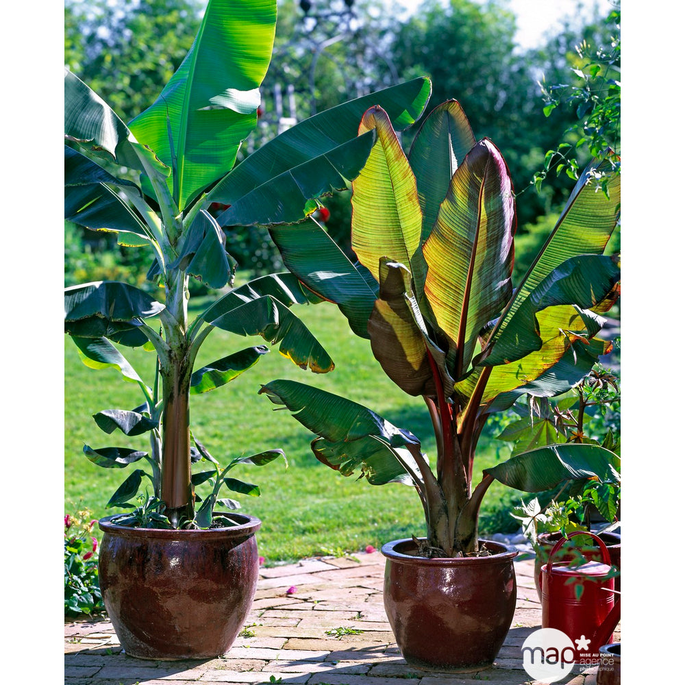 Bananier : H.50/70 Cm Pot