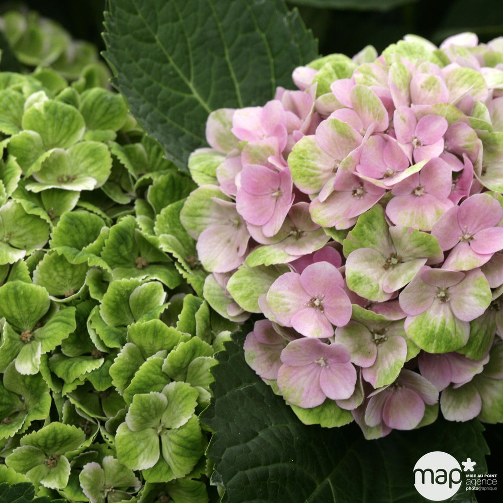 Hydrangea Série Magical ® :conteneur 10 Litres