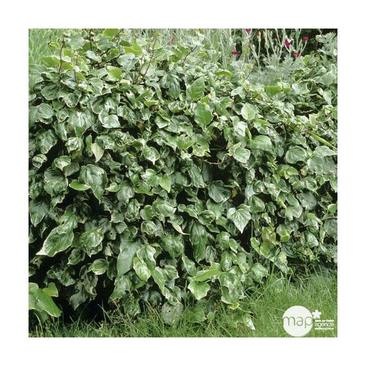 Lierre, Hedera En Pyramide, Variétés Variables : Pot 6L
