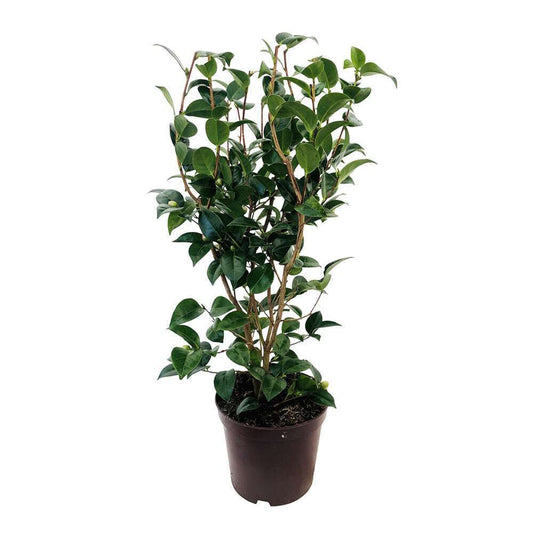 Camellia Japonica 'Tom Knudsen ': H. 60/70 Cm Ctr 7L