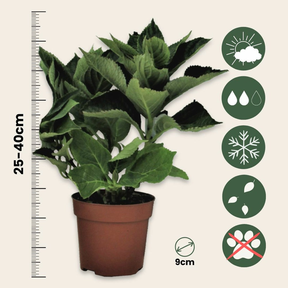 Hortensia - Set De 3 - Hydrangea Macrophylla Teller 'benxi' - H25-40cm - ⌀9cm