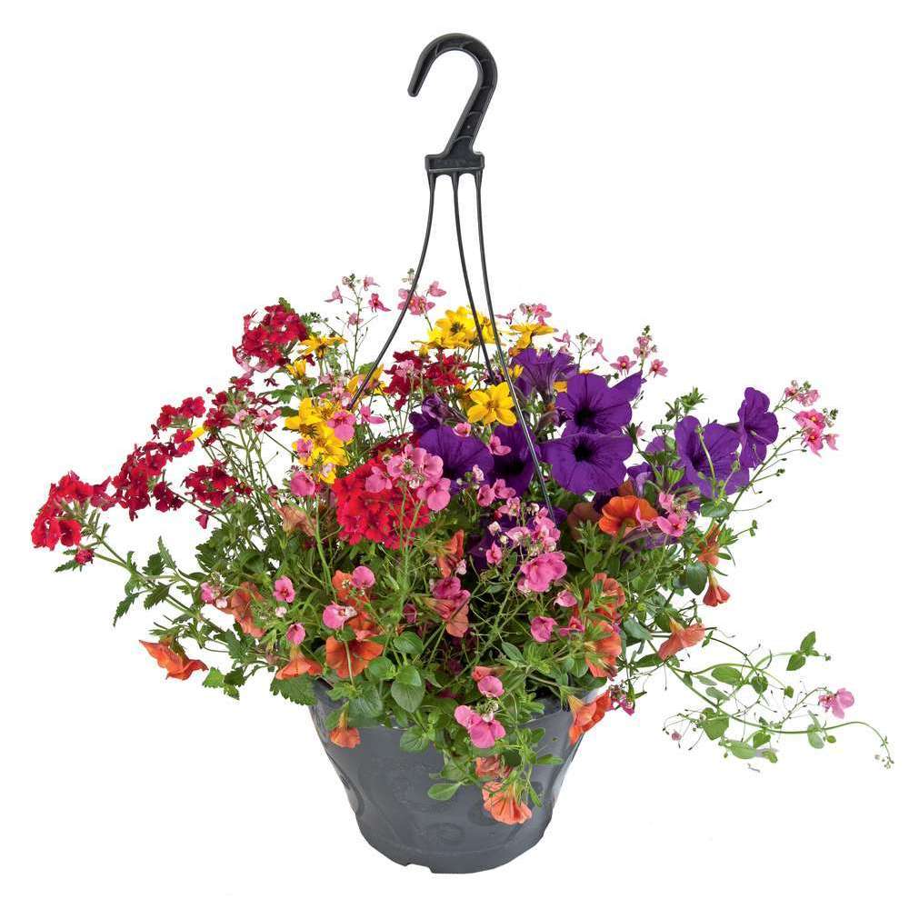 Mélange D'annuelles : Suspension C6L - Variétés Variables