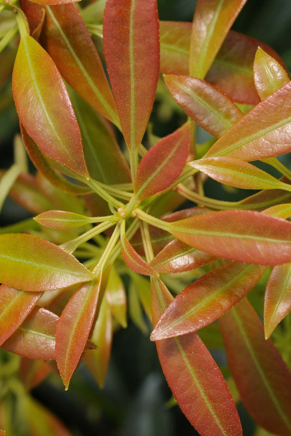 Andromède 'passion' - En Pot De 3 Litres