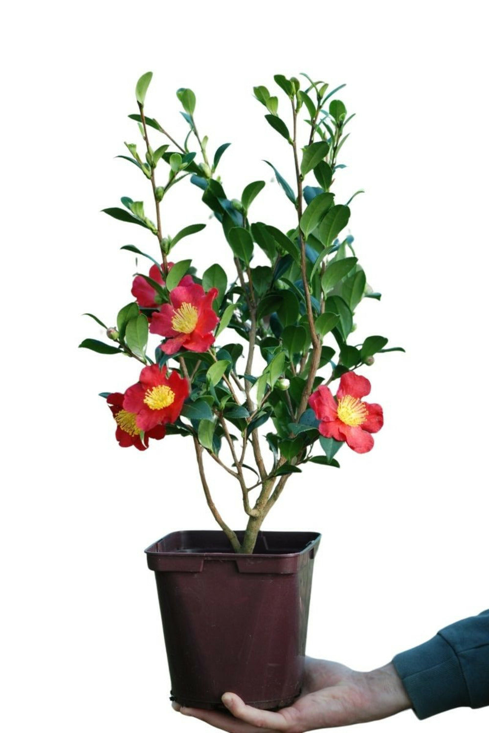 Camélia 'yuletide' - En Pot De 4 Litres