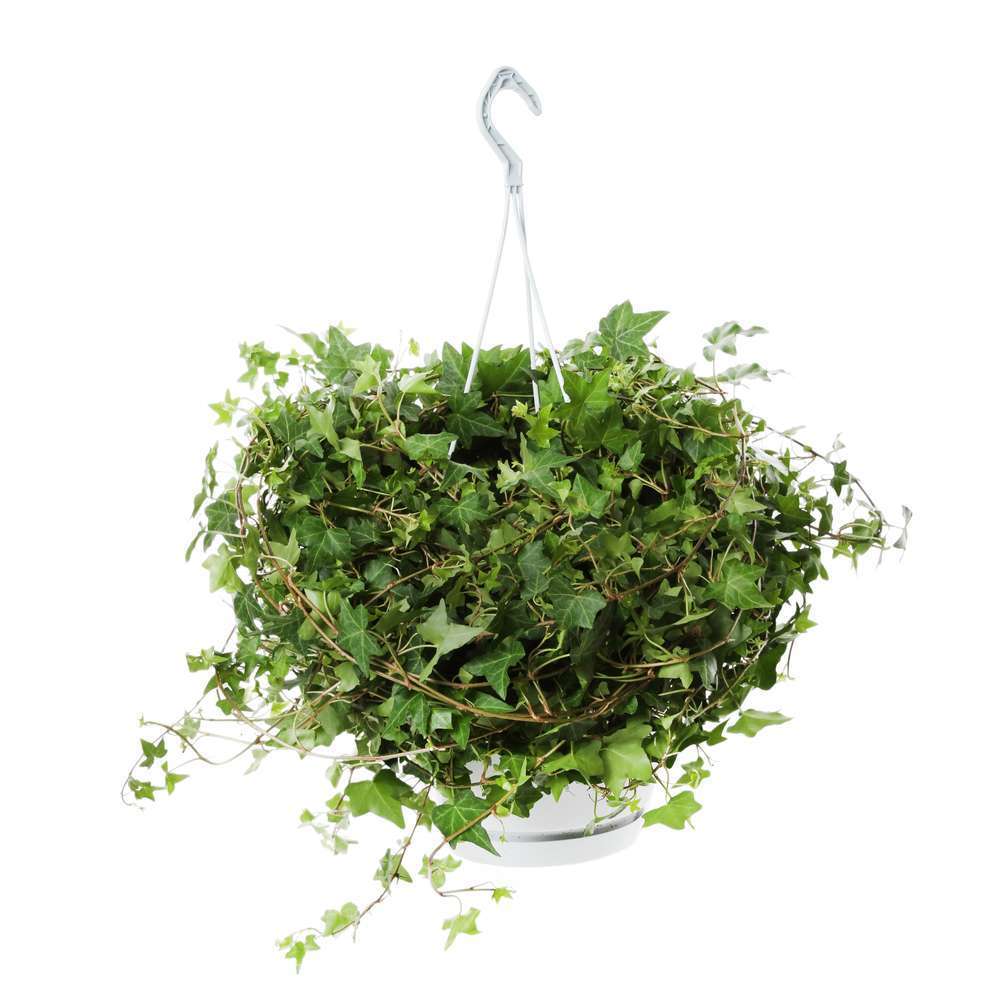 Hedera : Lierre Suspendu, D.24, H.60cm