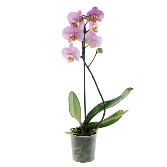 Orchidée Phalaenopsis 1 Tige - Pot D.12 Cm