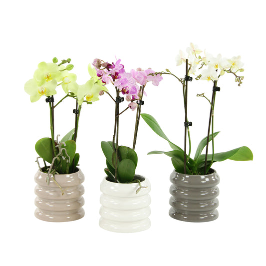 Orchidée Phalaenopsis 'Colibri' 2 Tiges - Pot D.9 Cm
