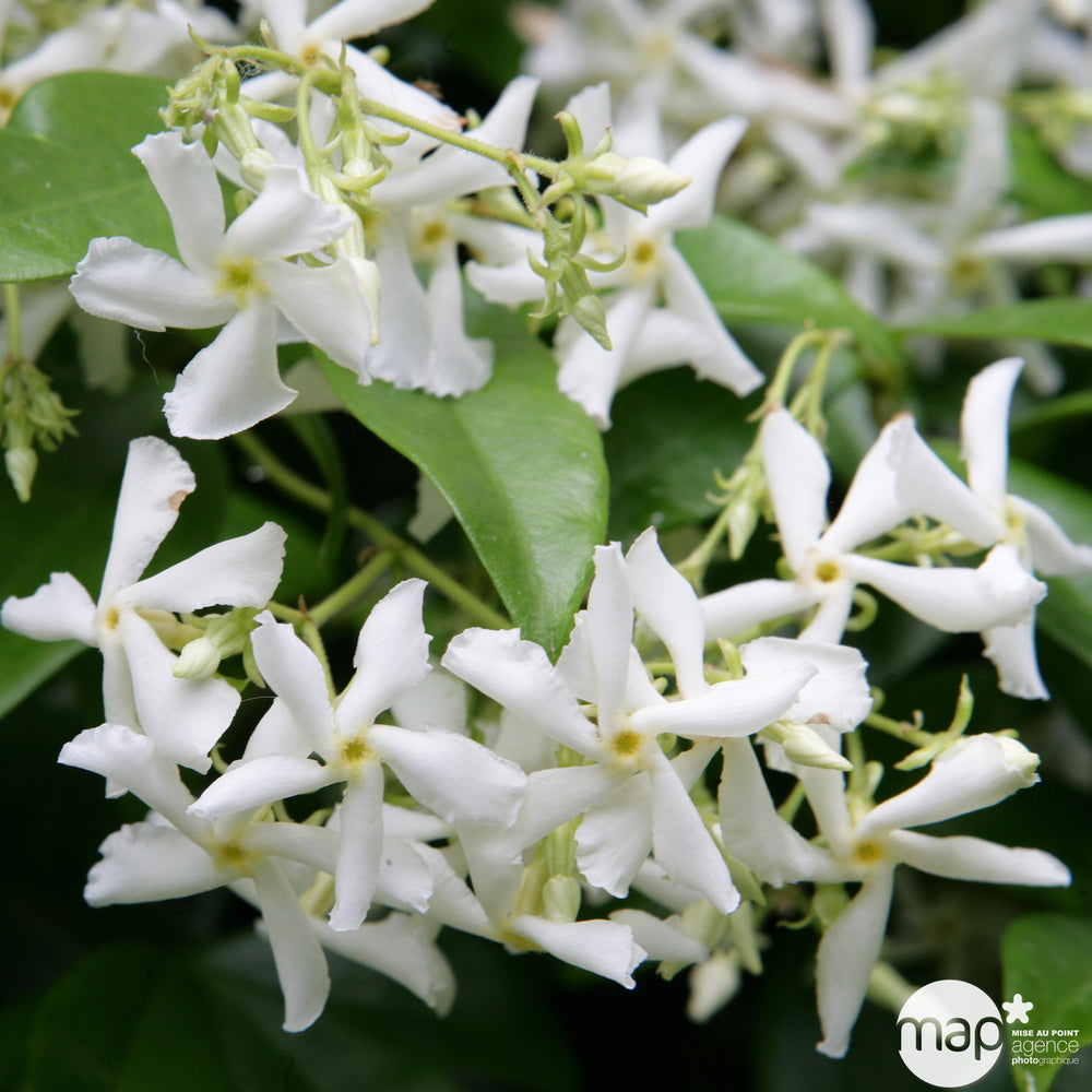 Trachelospermum Jasminoides : Pot 5L