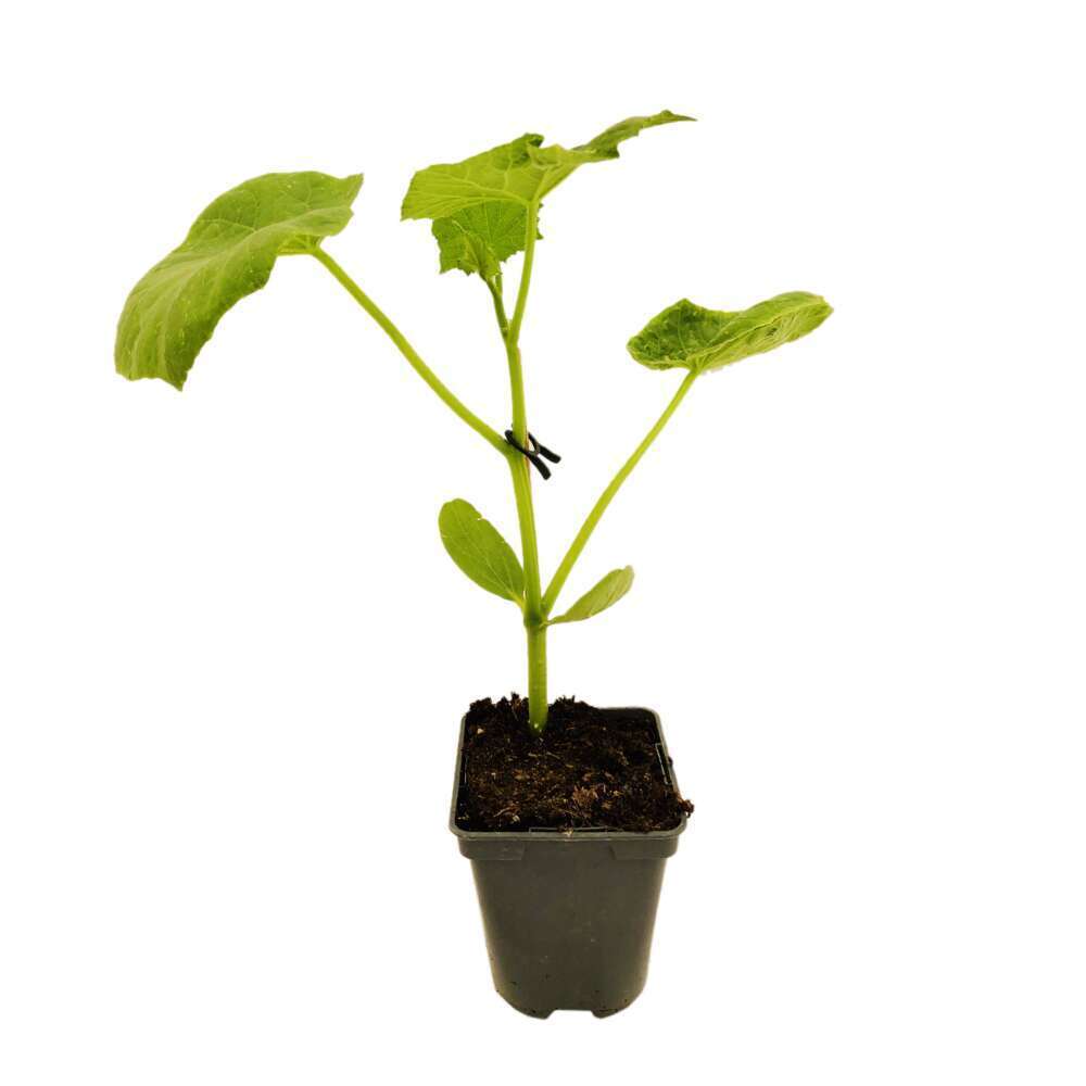 Plant De Concombre 'Crockdelis' F1- Pot 0,5L