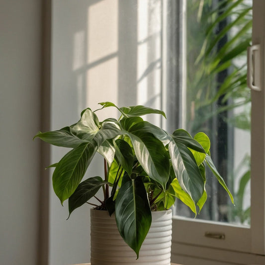 Plante Verte - Philodendron 'florida Green' - Hauteur 20-30cm - ⌀12cm