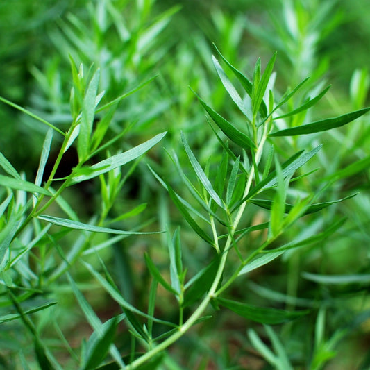 Estragon - Artemisia Dracunculus, Le Sachet / 0.15g / ±825 Graines