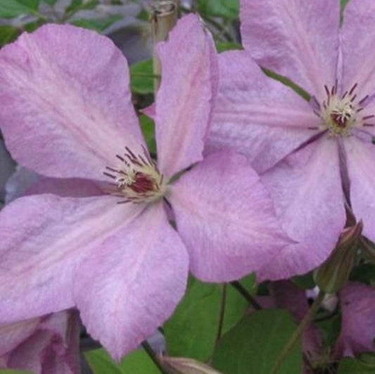 2 X Clématite Des Montagnes - Clematis 'margaret Hunt' - 50-60 Cm Pot