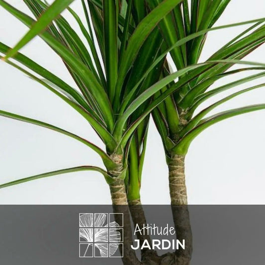 Dracaena Marginata Avec Panier En Jonc De Mer - Plante D'intérieur - ↕ 70-80 Cm - ⌀ 19 Cm - Facile D'entretien