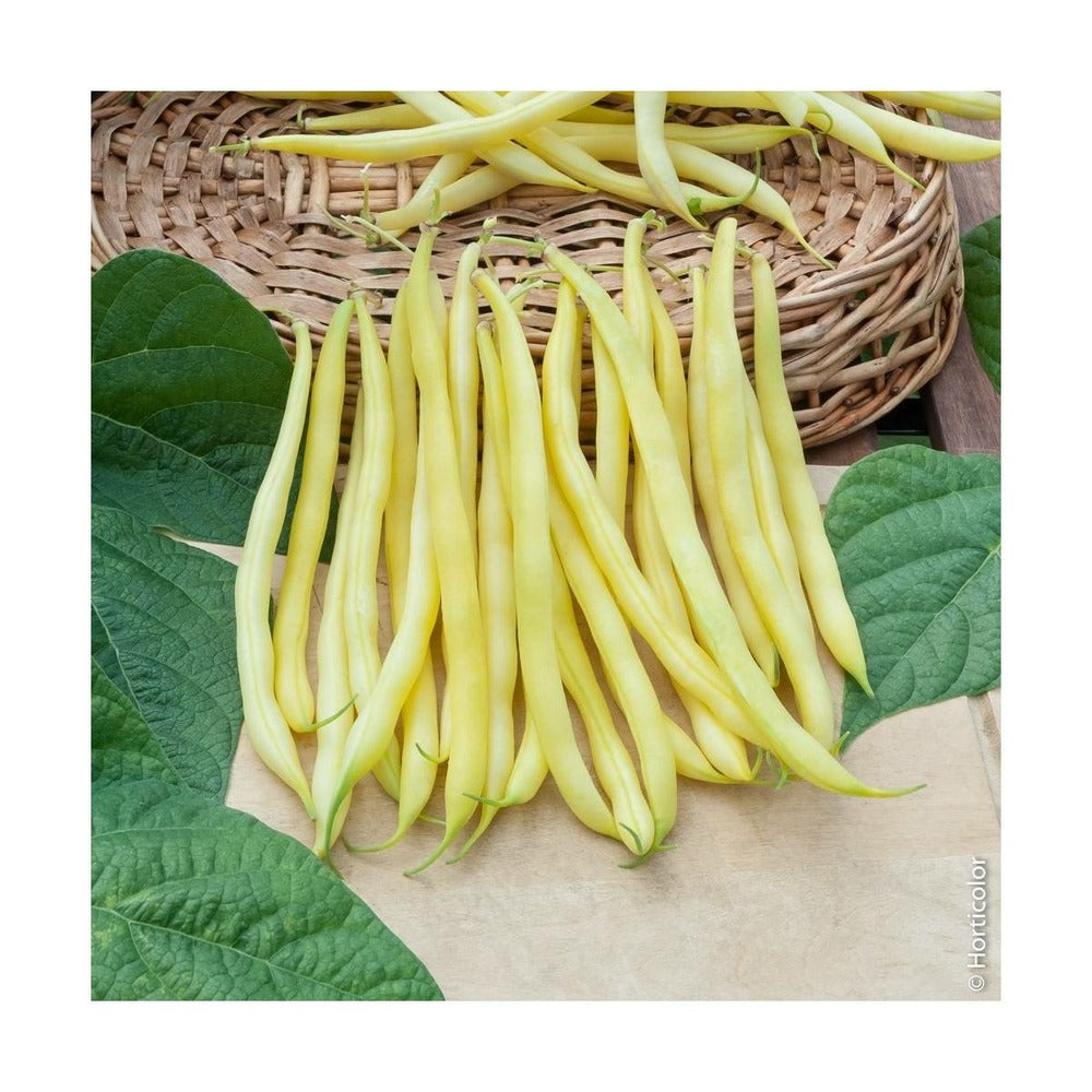 Graines De Haricot De Rocquencourt - Sac De 5 Kgs