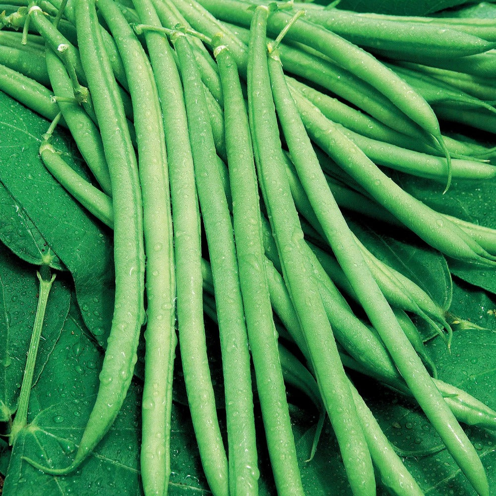 Haricot Nain Mangetout Castandel - Le Sachet / 100g / ±70 Graines