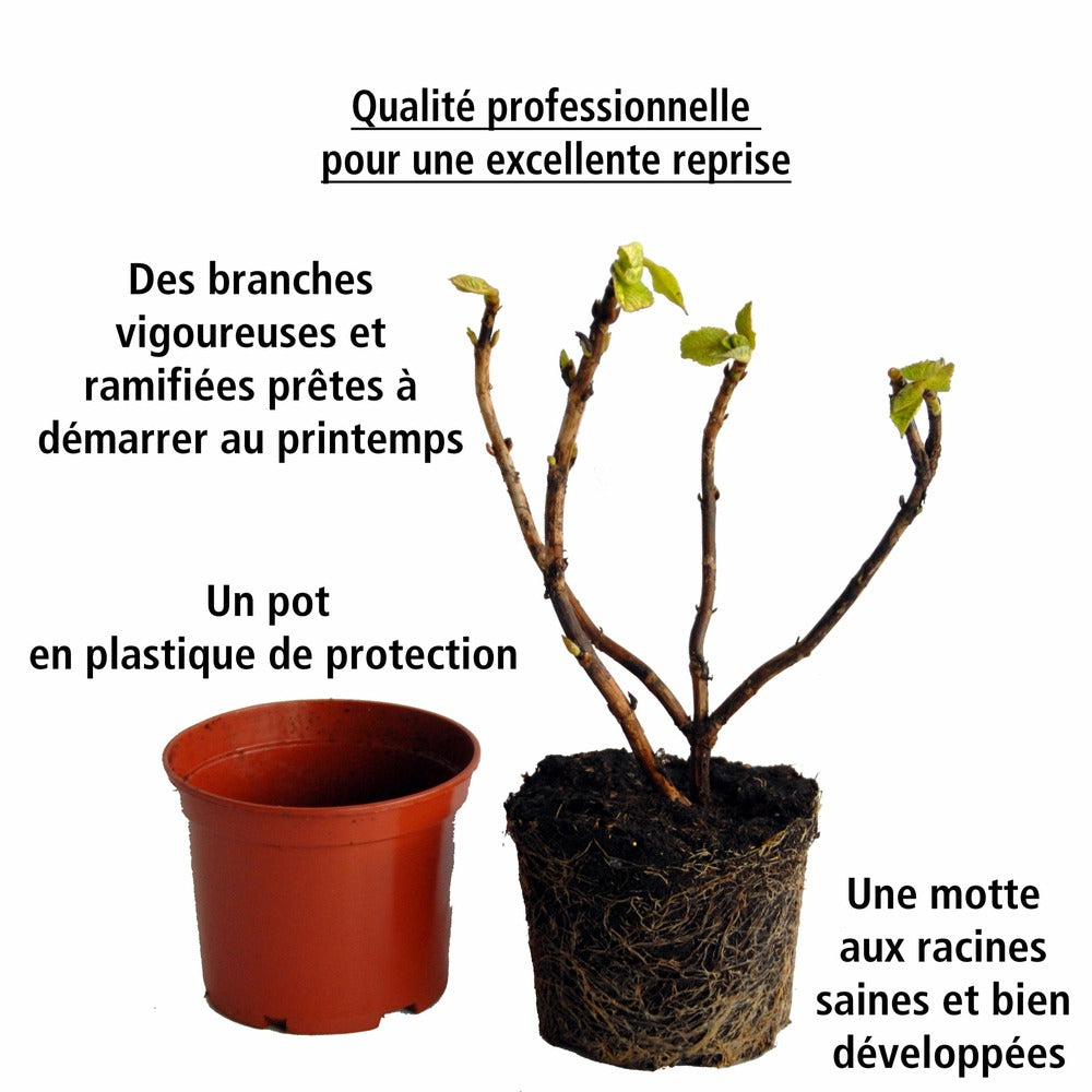 Collection De 4 Hortensias Rouges Et Bleus - Les 4 Pots / 1.3l / Hauteur Livrée Environ 15cm