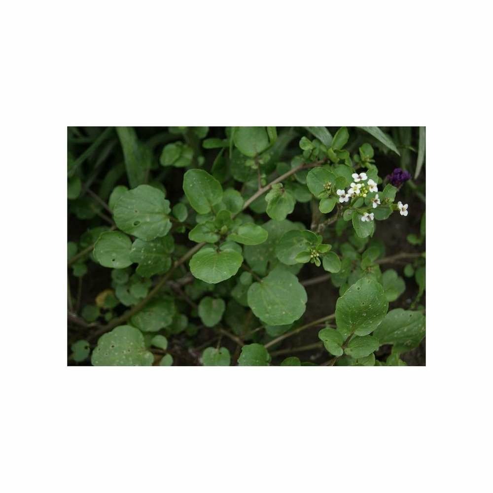 Graines De Cresson Vivace De Jardins