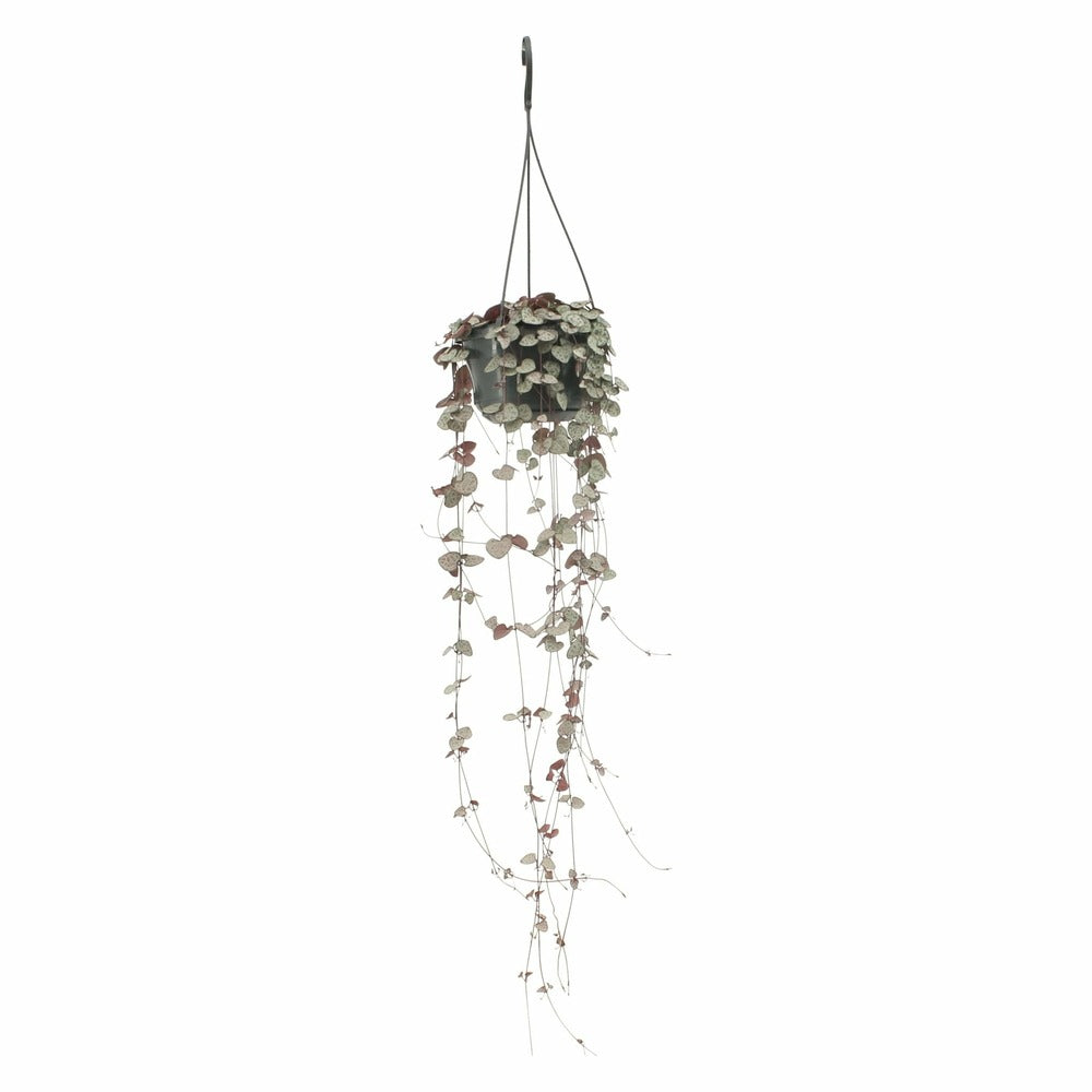 Grand Ceropegia Woodii - Chaîne De Coeurs 50cm - Plante D'intérieur