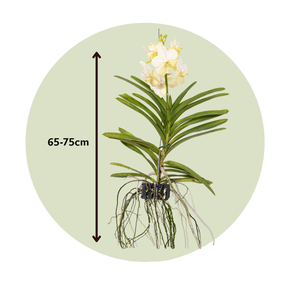 Orchidée - Vanda 'tayanee White' - Hauteur 45-55cm