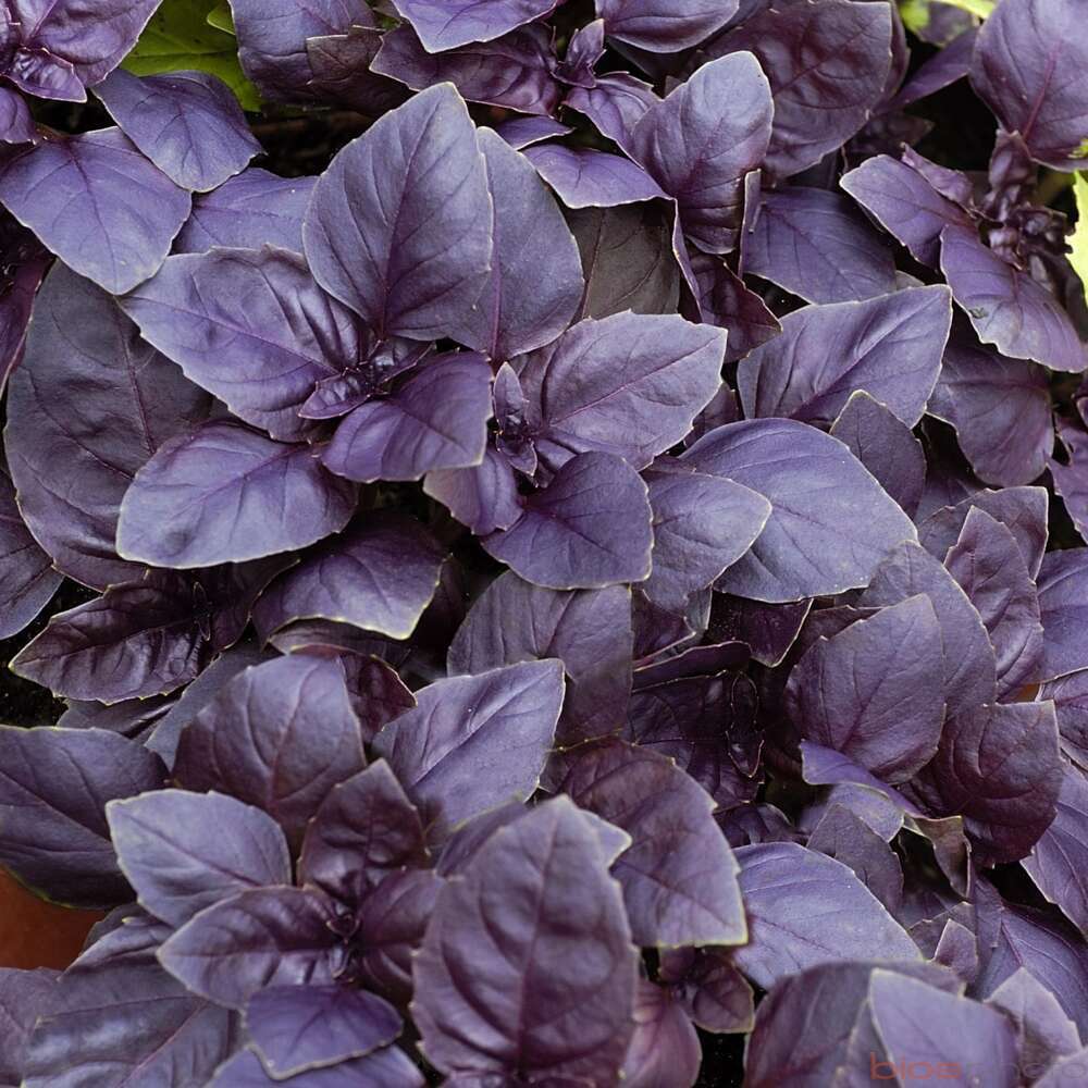 Plant De Basilic Pourpre 'Red Rubin' - Pot 1L