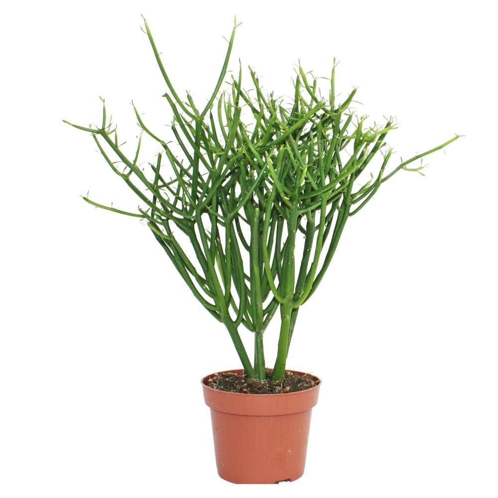 Euphorbia Tirucalli - Crayon Cactus - Grande Plante En Pot De 12 Cm