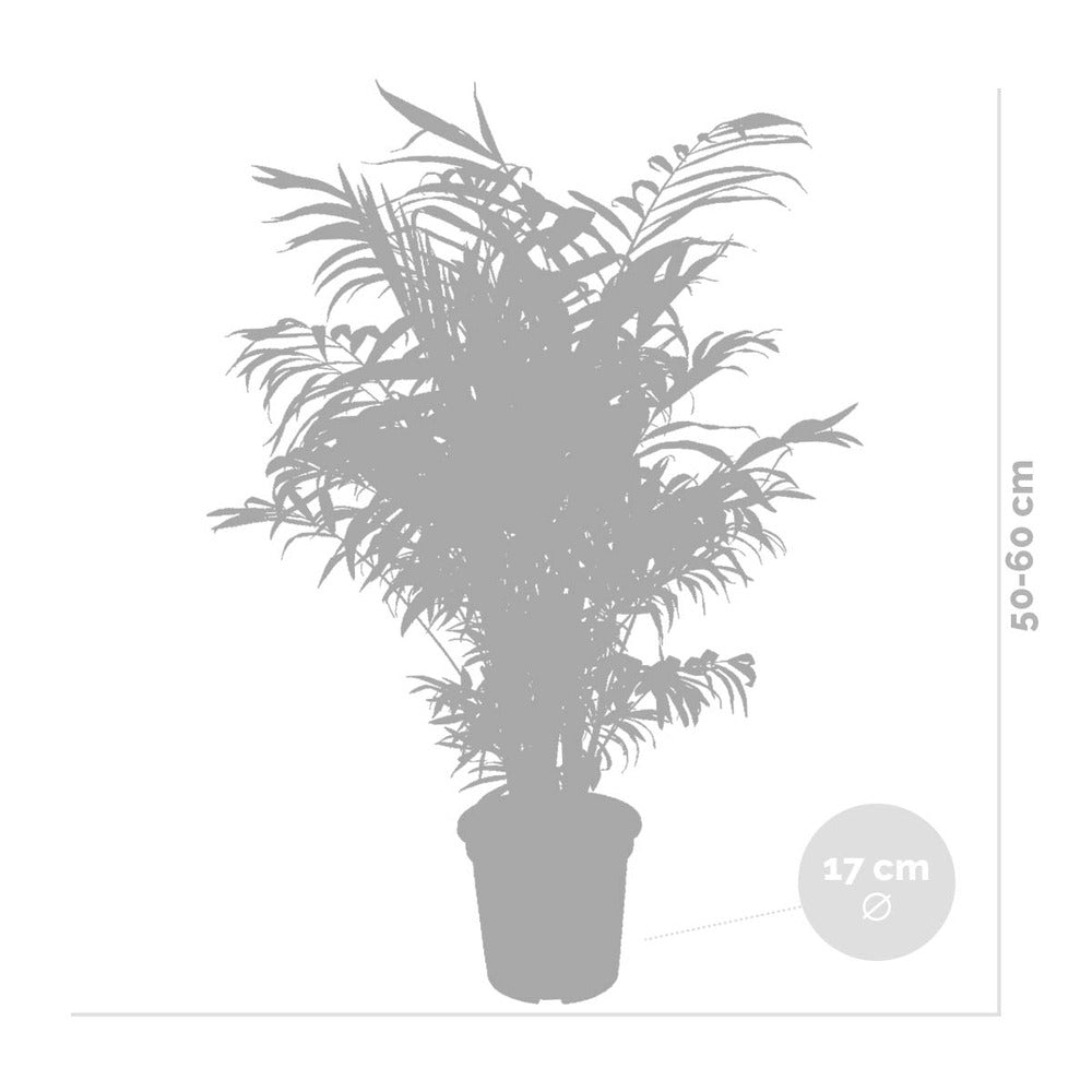 Lot De 2 - Chamaedorea Elegans - Palmier Nain Mexicain - 50-60 Cm De Haut - Pot 17 Cm