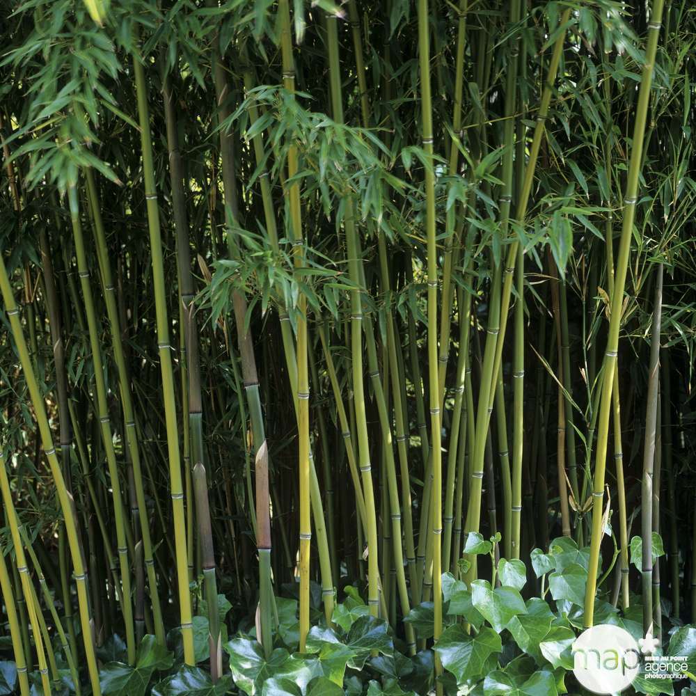Bambou Moyen Phyllostachys Humilis: Pot De 3 Litres