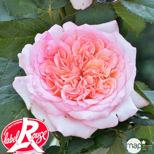 Rosier Buisson 'George Sand®' (Lapsan) Label Rouge : Pot De 5 Litres
