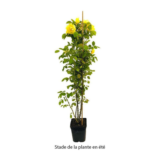 Rosier Grimpant 'Golden Gate®' (Korgogalt) Label Rouge : Pot 5 Litres