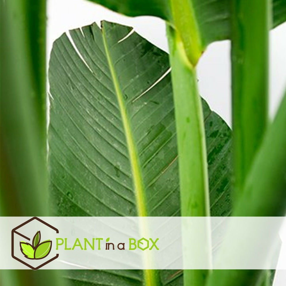 Strelitzia Nicolai - Pot ⌀28 Cm - H. 150-170cm (hauteur Pot Incluse)