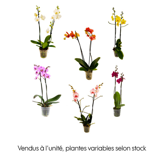 Orchidée Phalaenopsis 2 Tiges - Pot Ø 12 Cm