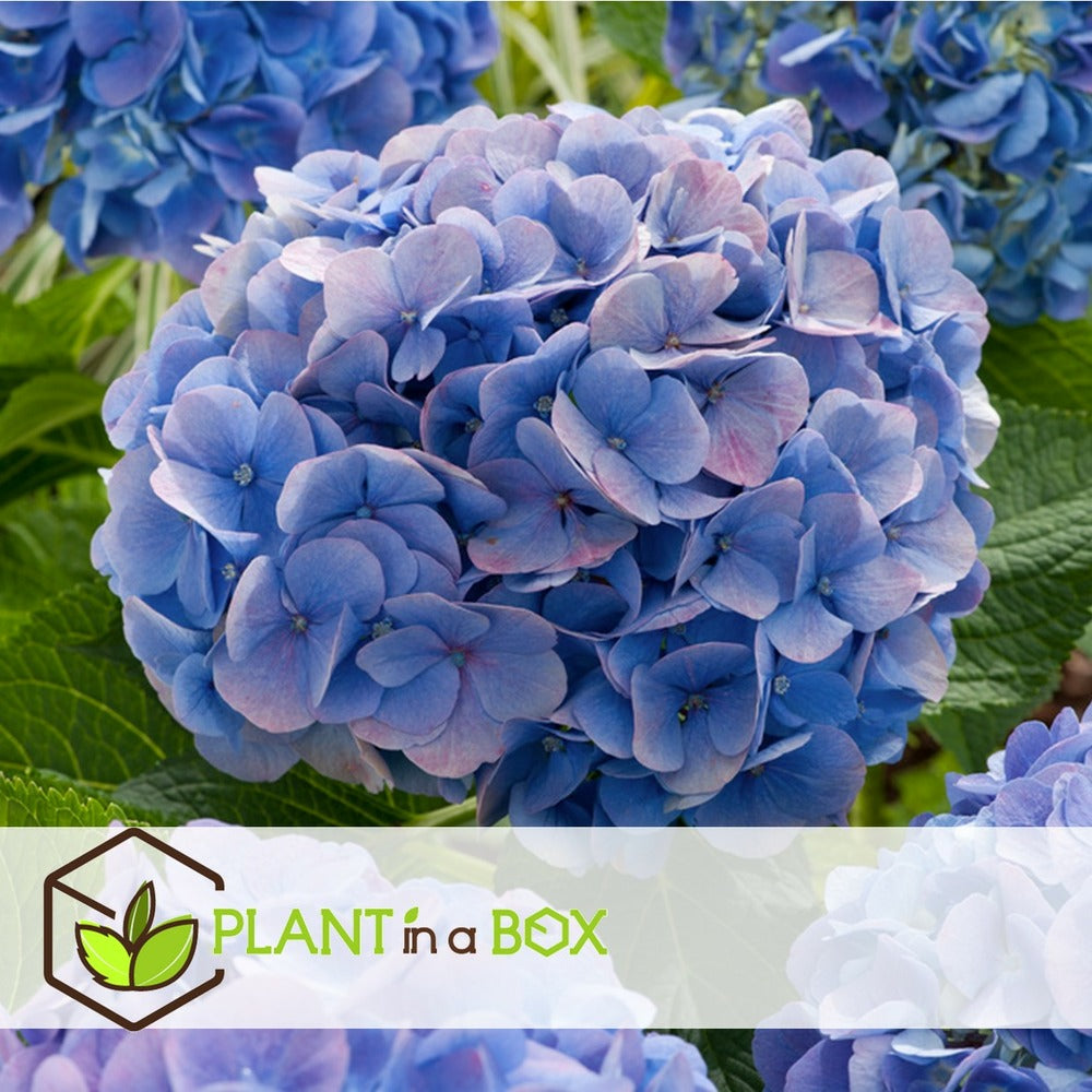 Set De 3 Hortensia Bleu - Pot ⌀9cm - H.25-40cm (hauteur Pot Incluse)