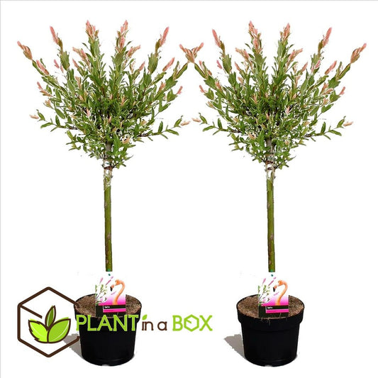 Set De 2 Salix Flamingo - Pot ⌀17cm - H.60-80cm (hauteur Pot Incluse)