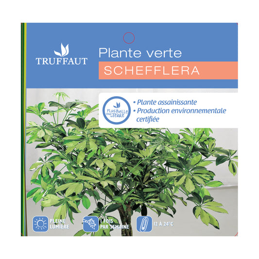 Schefflera : H.50/60cm Pot