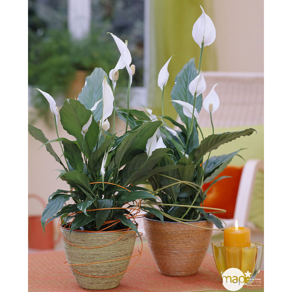 Spathiphyllum: D.14cm, Pot Grand Modèle