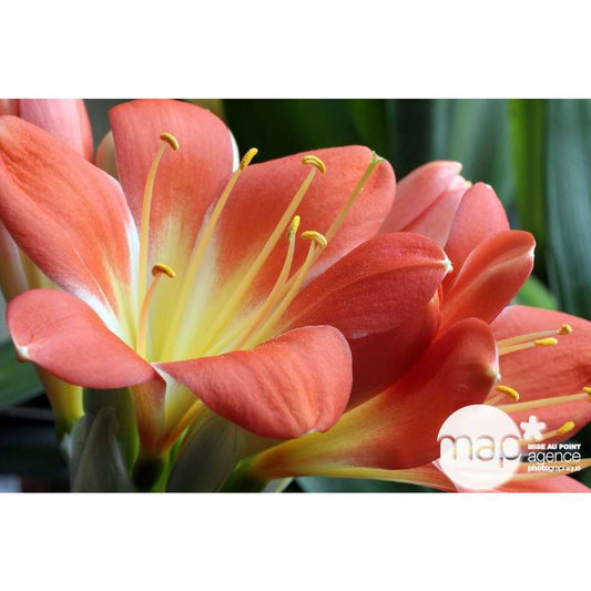 Clivia : 1 Pied Pot