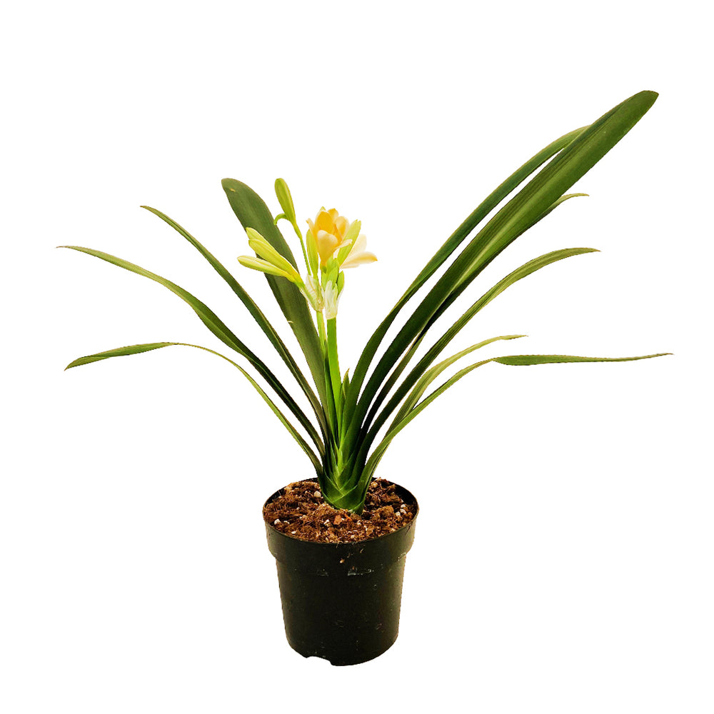 Clivia : 1 Pied Pot