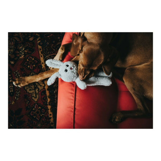 Hunter Jouet Pour Chien Terni Gris Lapin