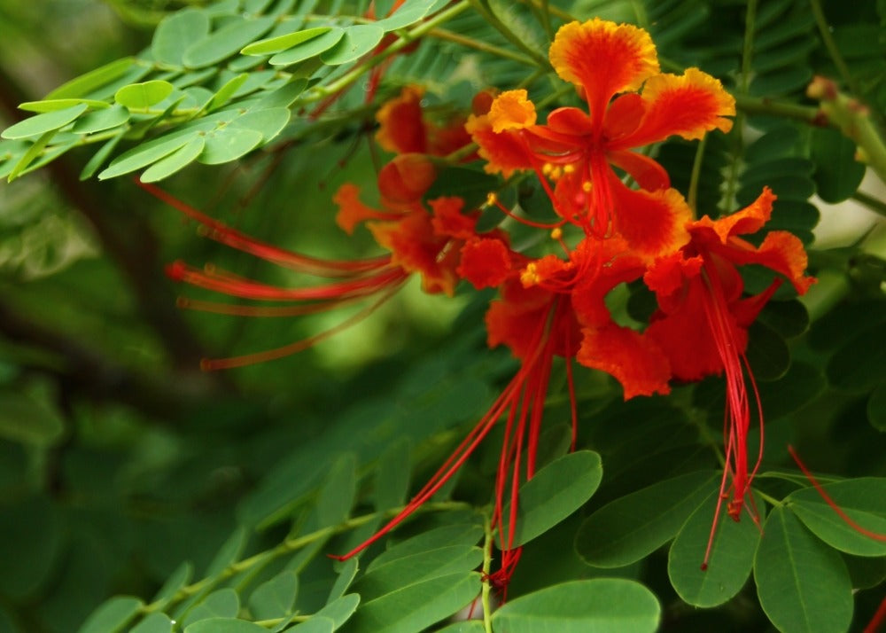 Orgueil De Chine - 10 Graines - Caesalpinia Pulcherrima