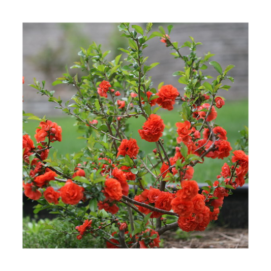 Cognassier Du Japon Mango Storm® 'mincha01'/pot De 3l - 20/40 Cm