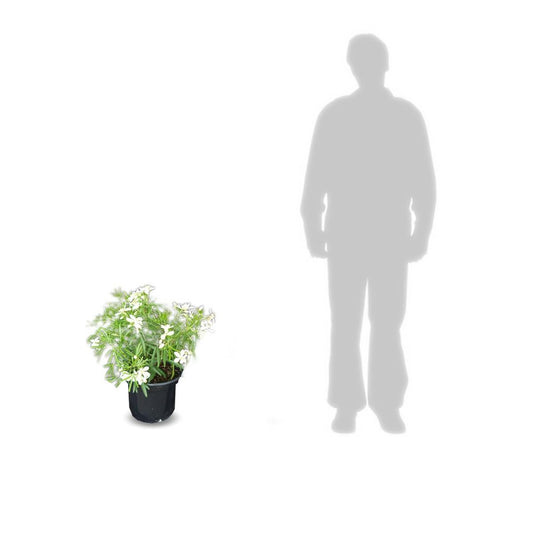 Oranger Du Mexique Ternata White Dazzler® 'londaz'/pot De 7,5l - 60/80 Cm