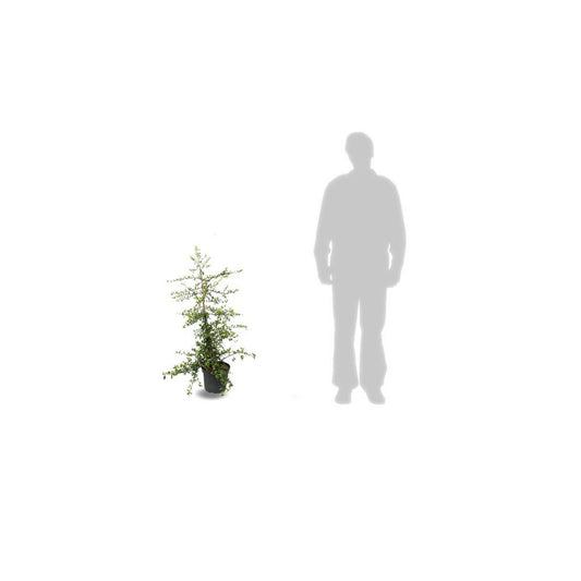 Buisson Ardent Coccinea Soleil D'or/pot De 7,5l - 100/150 Cm