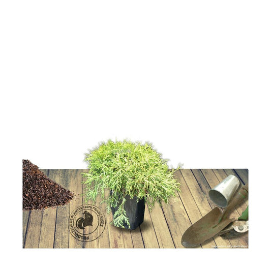 Faux Cyprès Pisifera Sungold/pot De 5l - 40/60 Cm