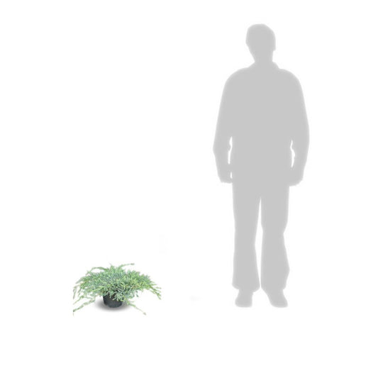 Genévrier écailleux Squamata Blue Carpet/pot De 3l - 20/40 Cm