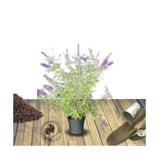 Arbre Aux Papillons Davidii Black Knight/pot De 4l - 40/60 Cm